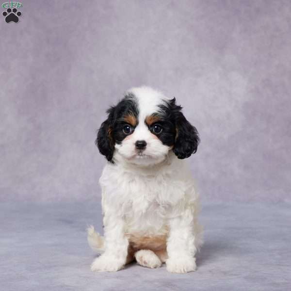 Reba, Cavapoo Puppy